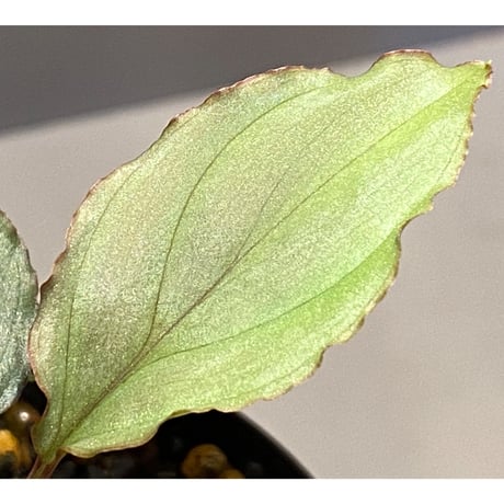 Homalomena 'Rec1-29' K0718-f1 [KZT]