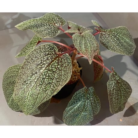 Sonerila sp. from Phitsanulok