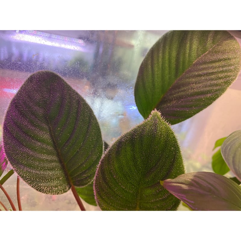 Homalomena sp. from Sumatera Utara [LA0718-z-u