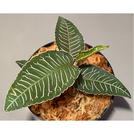 Ardisia sp. from Perlis Malaysia
