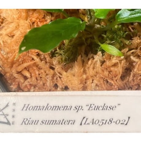Homalomena sp. "Euclase" from Riau sumatera [LA0518-02]②