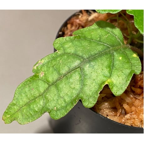Scrophulariaceae sp. from Valencia, Negros Oriental