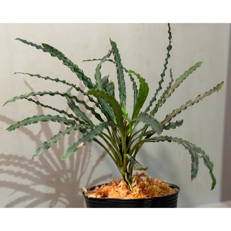 Fenestratarum mulyadii from East Kalimantan ②