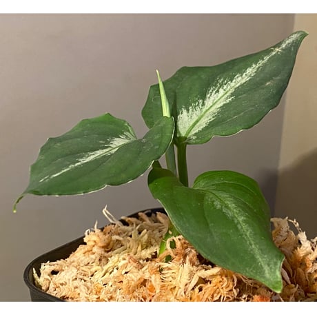 Aglaonema pictum tricolor DFS from Sumatera Barat [AZ0912-1]