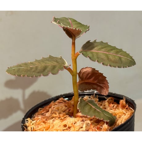 Labisia sp. from Malaysia [KN]