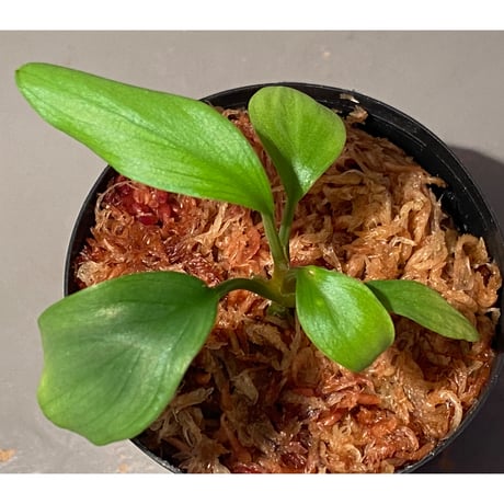 Homalomena sp. Aceh Silver from Aceh sumatera [LA0613-00]
