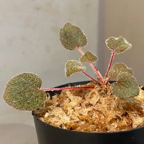 Sonerila dongnathamensis [LA]