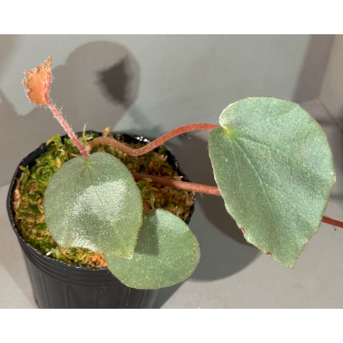 Begonia sp. f1 from Sumatera [NT ORCHID] | M・R・G・R