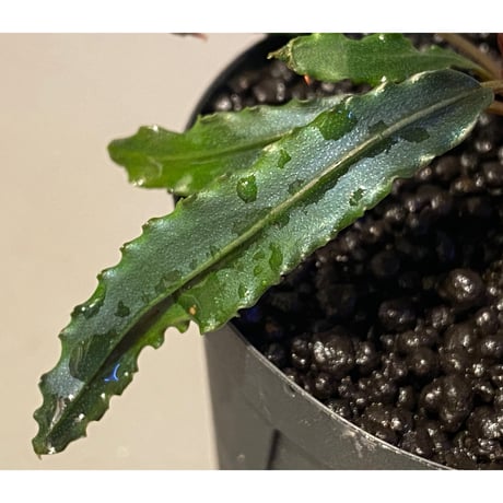 Bucephalandra sp. from "Mangat" [MF0417-2A]