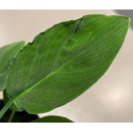 Homalomena sp . "Muara wahau" Green Kal-timur [TB]
