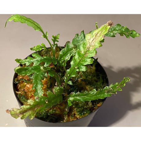 Microsorum sp. Short Dragon Tail