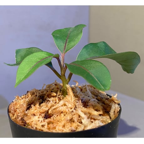 Miconia aff. gauco  from Ecuador