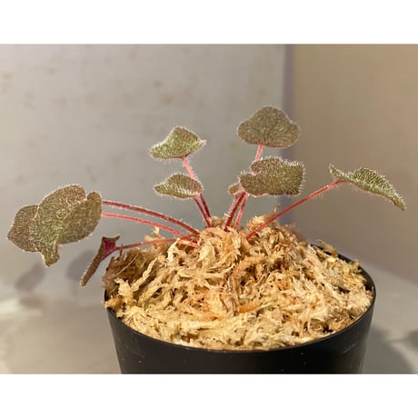 Sonerila dongnathamensis [LA]