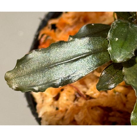 Bucephalandra sp. "Batang kawa" 組織培養水上育成株