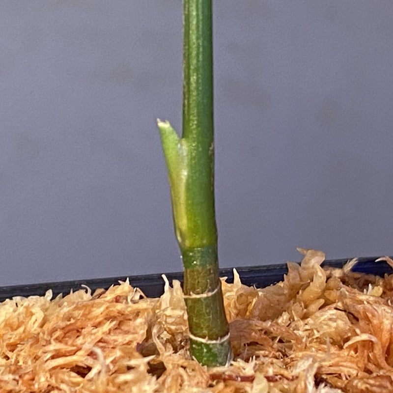 アグラオネマ ピクタム LA0121-01z-b アグラオネマ ピクタム LA便【LA0121-01Z-b】 - メルカリ