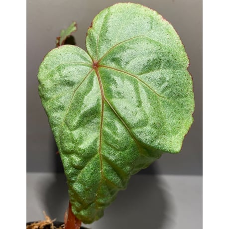 Begonia sp. from Na Hang ベトナム北部産 [TK]