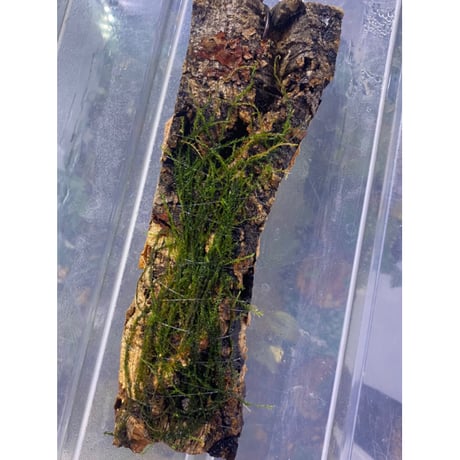Moss from Borneo