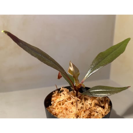 Medinilla sp. from Irian Jaya Papua