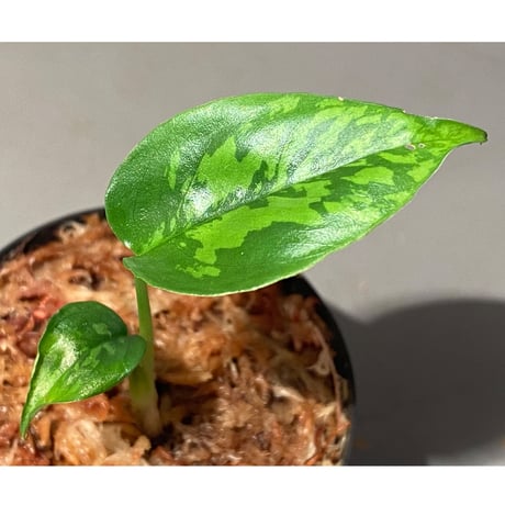 Schismatoglottis sp. from Kapuas hulu Kalimantan barat