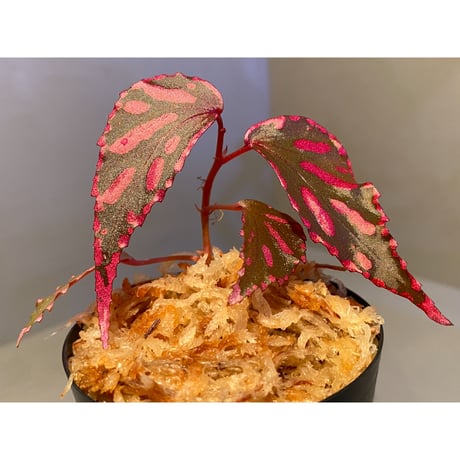 Begonia sp. ぼっち株 from Julau [R1214-01b]