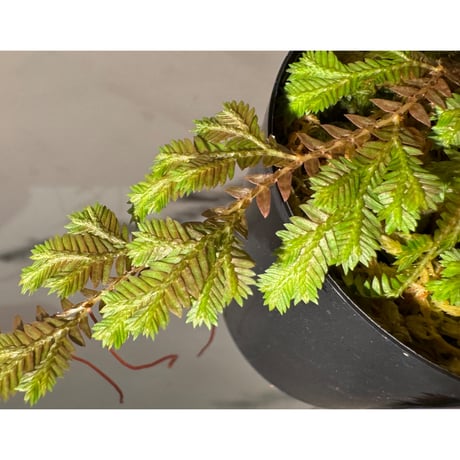 Selaginella sp. from Iquitos Peru [tanakay]