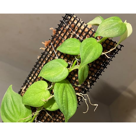 Philodendron sp. from Iquitos Peru [tanakay]