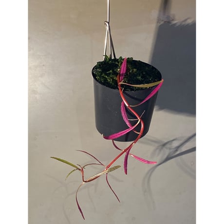 Sonerila linearis from Kedah Malaysia [LA0717-02]