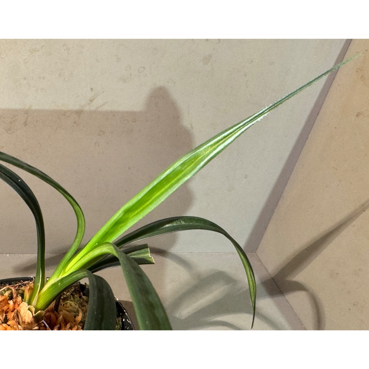 Mapania caudata | M・R・G・R