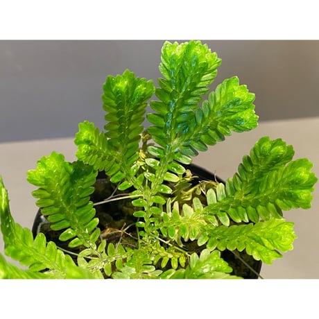 Selaginella sp. バリエガータ from "Nanga pinoh" [TB]