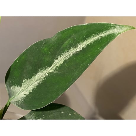 (本タグ付き) Aglaonema pictum from Sumatera A2  [TK070918]