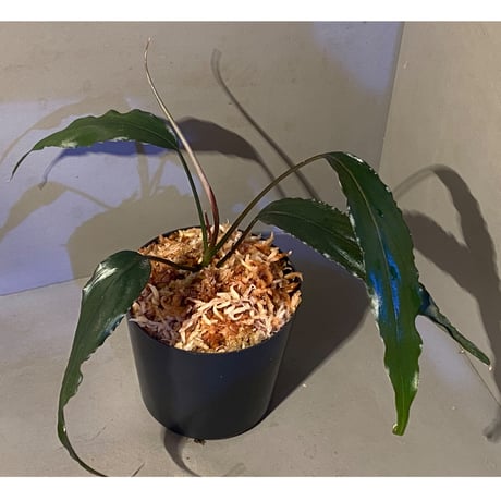 Schismatoglottis roseospatha