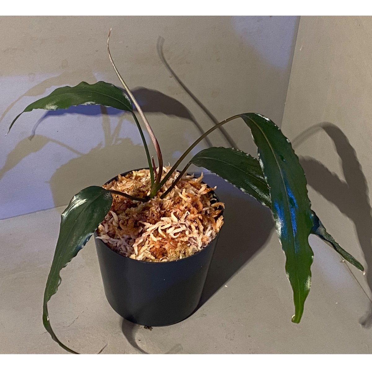 熱帯植物セット(スキスマ、アポバリス)-