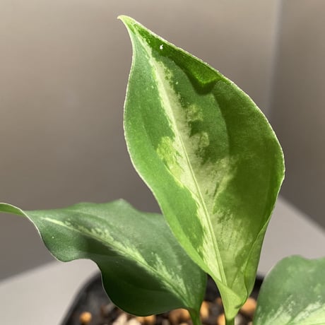 Aglaonema pictum multicolor from Sibolga Utara [HW0818-06i(2)]