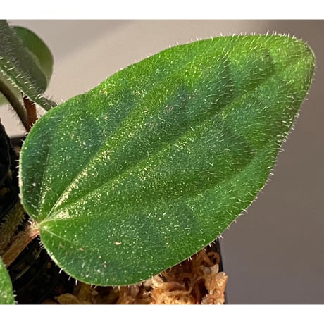 Piper sp. from India