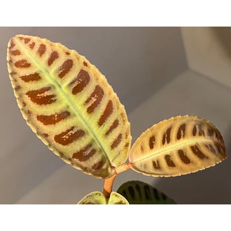 Emblemantha urnulata (Labisia sp.) from Riau sumatera [LA0815-01]