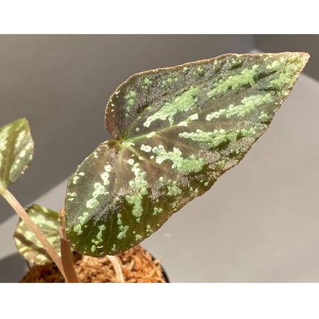 Begonia variabilis from Dabong [TK150717]