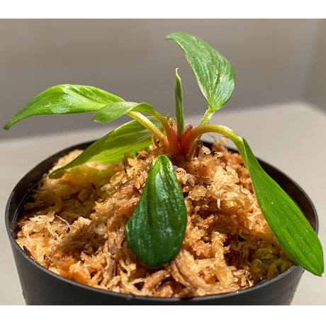 Homalomena sp. [LA0317-z-r]