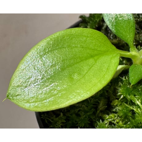 Homalomena sp . from Jerteh [TK090118-2]