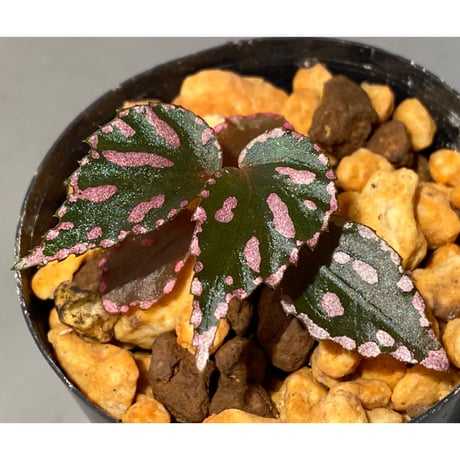 Begonia sp. ぼっち株 from Julau [R1214-01b]