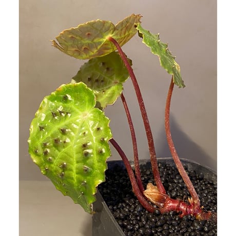 Begonia ferox from Northern Vietnam ③