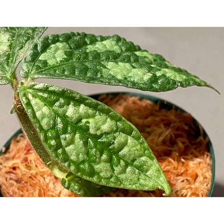 Elatostema sp. (Sri Lanka?)