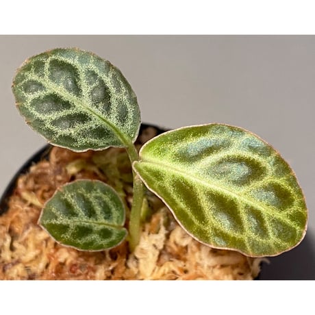 Ardisia sp. "Turtle Back" from Borneo