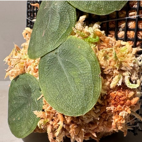 Pothos barberianus from Kapuas fulu West Kalimantan