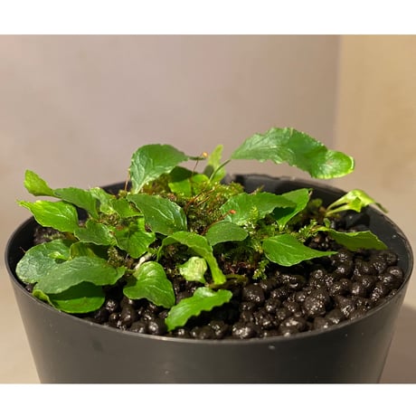 Microgramma heterophylla 伊藤蟻植物農園