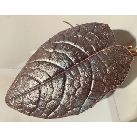 Pterisanthes sp. from Sabah [R0516-01]