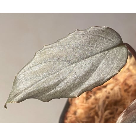 Homalomena sp. "Sapphire Velvet" from Kepulauan Riau [KN]
