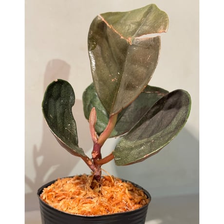 Ardisia sp. from Kapuas fulu West Kalimantan