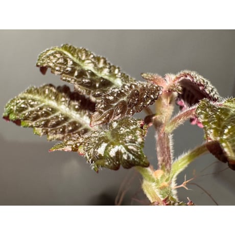 Nautilocalyx sp. 伊藤蟻植物農園