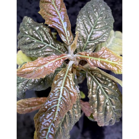 Ardisia sp. from Bengkulu [LA0315-1]