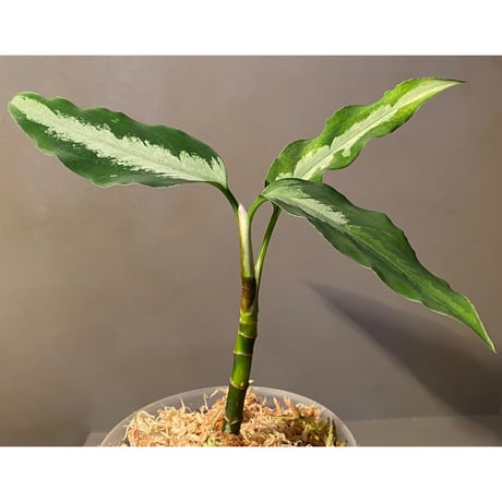 Aglaonema pictum from Aceh Sumatra [T-010519-b-2]